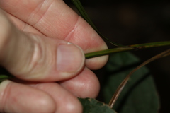 Exocarya sclerioides