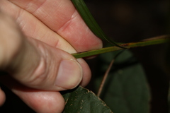 Exocarya sclerioides