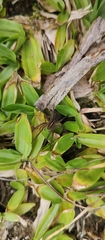 Lycosinae