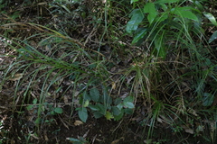 Exocarya sclerioides