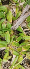 Lycosinae