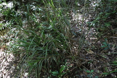 Exocarya sclerioides