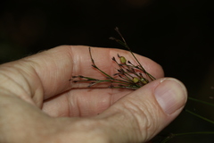 Exocarya sclerioides