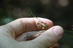 Exocarya sclerioides