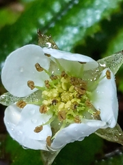 Rubus parvus