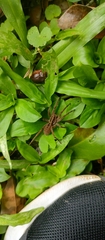 Lycosinae