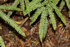 Adiantum silvaticum