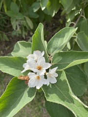 Cordia boissieri