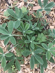 Lupinus texensis