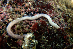 Baseodiscus delineatus