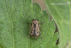 Pachybrachis brevicornis