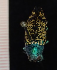 Buprestis confluenta
