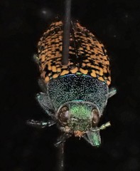 Buprestis confluenta