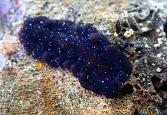 Pseudobiceros stellae