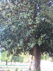 Magnolia grandiflora