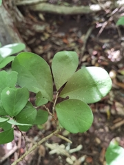 Erythroxylum havanense