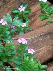 Psammophis punctulatus