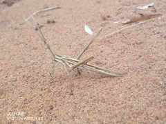 Psammophis punctulatus