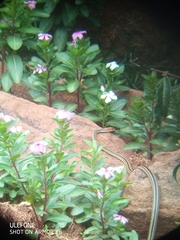 Psammophis punctulatus