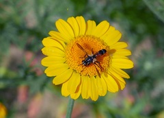 Cylindromyia auriceps