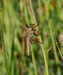 Echthistus rufinervis