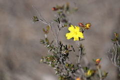 Hibbertia gracilipes
