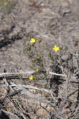 Hibbertia gracilipes