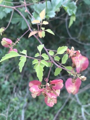 Serjania brachycarpa