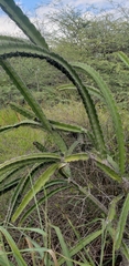 Leptocereus quadricostatus