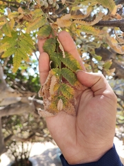 Bursera copallifera