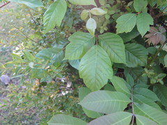 Toxicodendron radicans