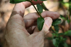 Gonocarpus oreophilus