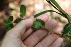 Gonocarpus oreophilus