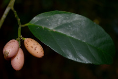 Gomphandra australiana