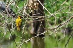 Ploceus castaneiceps