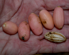 Gomphandra australiana