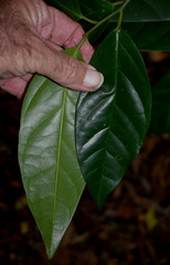 Gomphandra australiana