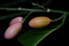 Gomphandra australiana