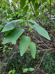 Cordia boissieri
