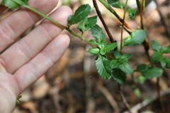 Gonocarpus oreophilus
