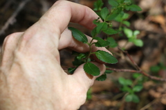 Gonocarpus oreophilus