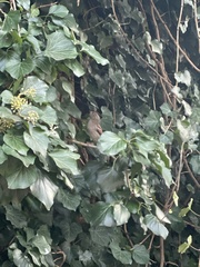 Passer domesticus