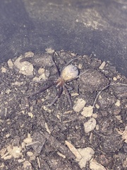 Araneae