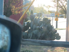 Opuntia