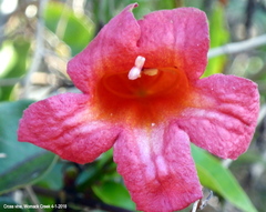 Bignonia capreolata image