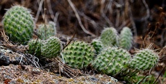 Opuntia polyacantha polyacantha