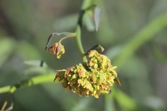 Glischrocaryon aureum