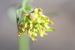 Glischrocaryon aureum