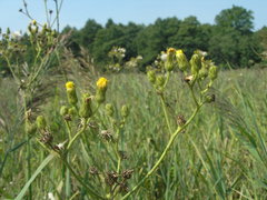 Sonchus palustris
