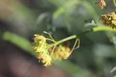 Glischrocaryon aureum